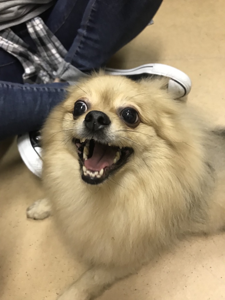 【今日の里帰りワンコ🐶Mダックスのダグ💕、ポメラニアンのモナカ💕、狆のメイちゃん💕】
